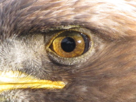 Sharp Eye: TTIP & David O'Sullivan Sharp Eye: TTIP & David O'Sullivan